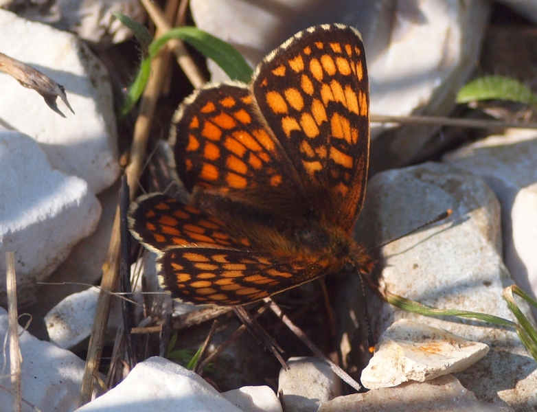 Melitaea